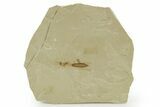 Fossil Insect (Crane Fly and Snout Beetle) Plate - Utah #360250-1